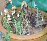 snowdrops in teracotta container